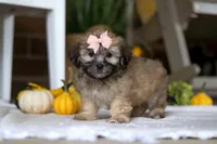 Dottie, a female Havanese and Shih Tzu for sale in Baltic, OH – Photo 4 of 7