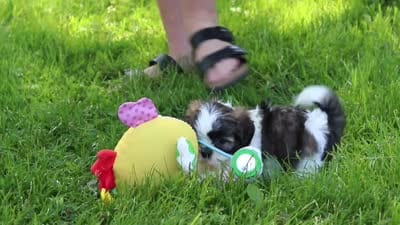 Arianna, a female Shih Tzu for sale in Baltic, OH – 7 of 7