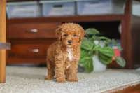 Fiona, a female Poodle - Miniature  for sale in Baltic, OH – 4 of 9