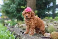 Posie, a female Poodle - Miniature  for sale in Baltic, OH – 3 of 6
