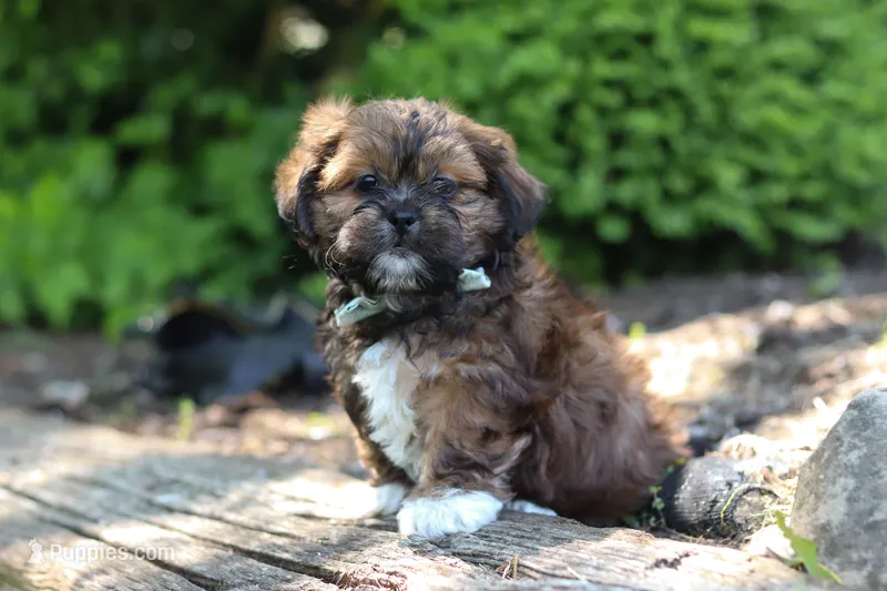Theo – Shih Tzu puppy for sale in Baltic, OH