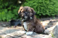 Theo, a male Shih Tzu for sale in Baltic, OH – 1 of 10