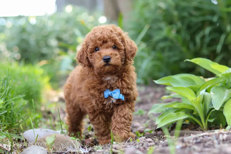 Apollo – Poodle - Miniature  puppy for sale in Baltic, OH