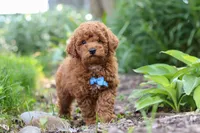 Apollo, a male Poodle - Miniature  for sale in Baltic, OH – 1 of 10