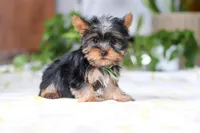 Beau, a male Yorkshire Terrier for sale in Baltic, OH – Photo 2 of 6