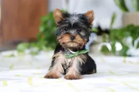 Beau, a male Yorkshire Terrier for sale in Baltic, OH – Photo 6 of 6