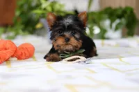 Beau, a male Yorkshire Terrier for sale in Baltic, OH – Photo 4 of 6