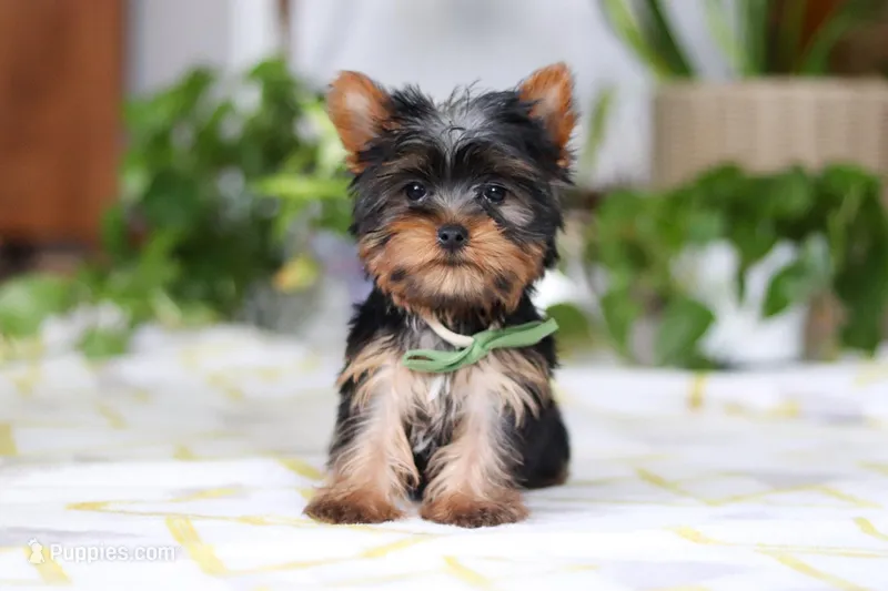 Beau – Yorkshire Terrier puppy for sale in Baltic, OH