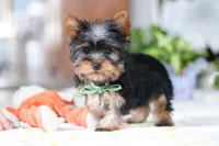 Beau, a male Yorkshire Terrier for sale in Baltic, OH – Photo 5 of 6