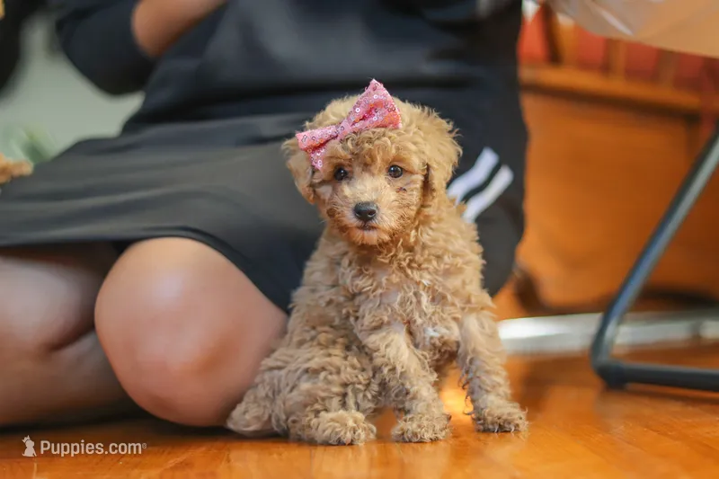 Chloe  – Poodle - Miniature  puppy for sale in Baltic, OH