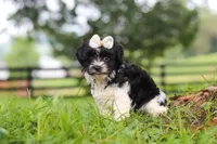 Fiona, a female Havanese for sale in Baltic, OH – 3 of 7