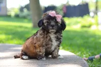Fiona, a female Shih Tzu for sale in Baltic, OH – 6 of 10