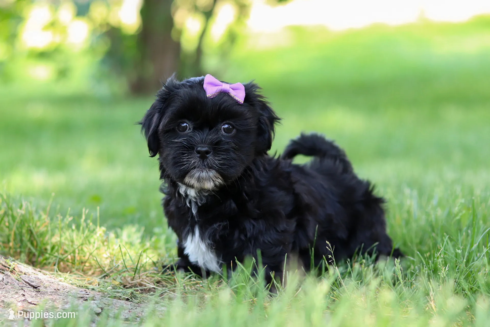Layla – Shih Tzu Puppy for Sale in Baltic, OH | Puppies.com