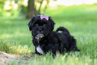 Layla, a female Shih Tzu for sale in Baltic, OH – 6 of 8