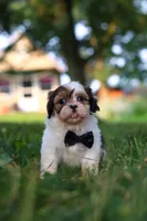 Tucker, a male Shih Tzu for sale in Baltic, OH – 5 of 6