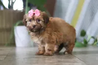 Bella, a female Havanese for sale in Baltic, OH – 5 of 5
