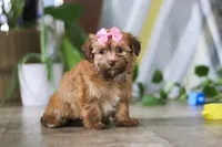 Bella, a female Havanese for sale in Baltic, OH – 3 of 5
