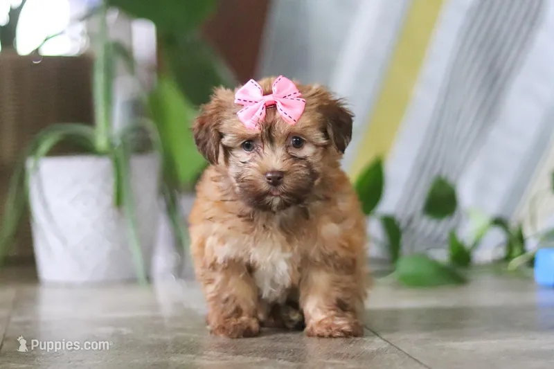 Bella – Havanese puppy for sale in Baltic, OH