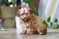Bella, a female Havanese for sale in Baltic, OH – 4 of 5