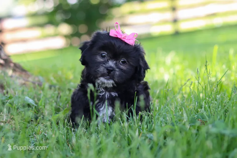 Brie – Shih Tzu puppy for sale in Baltic, OH