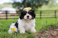 Fern, a female Shih Tzu for sale in Baltic, OH – 8 of 8