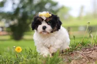 Fern, a female Shih Tzu for sale in Baltic, OH – 2 of 8