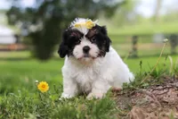 Fern, a female Shih Tzu for sale in Baltic, OH – 6 of 8