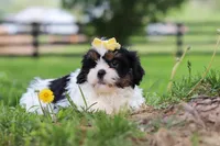 Fern, a female Shih Tzu for sale in Baltic, OH – 4 of 8