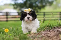 Fern, a female Shih Tzu for sale in Baltic, OH – 5 of 8