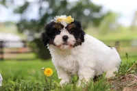 Fern, a female Shih Tzu for sale in Baltic, OH – 1 of 8