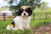 Fern, a female Shih Tzu for sale in Baltic, OH – 7 of 8
