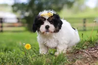 Fern, a female Shih Tzu for sale in Baltic, OH – 3 of 8