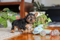 Ellie, a female Yorkshire Terrier for sale in Baltic, OH – 1 of 4