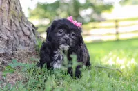 Brie, a female Shih Tzu for sale in Baltic, OH – 9 of 10
