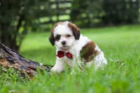 Charlie, a male Shihpoo for sale in Baltic, OH – 3 of 6
