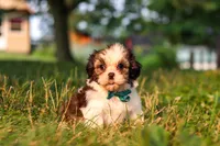 Malibu, a male Shih Tzu for sale in Baltic, OH – 5 of 6