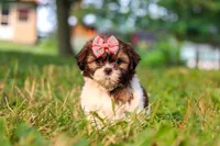 Rosie, a female Shih Tzu for sale in Baltic, OH – 9 of 10