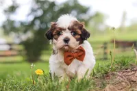 Oliver, a male Shih Tzu for sale in Baltic, OH – 5 of 10