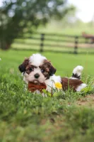 Oliver, a male Shih Tzu for sale in Baltic, OH – 2 of 10