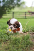 Oliver, a male Shih Tzu for sale in Baltic, OH – 3 of 10