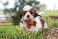 Oliver, a male Shih Tzu for sale in Baltic, OH – 6 of 10