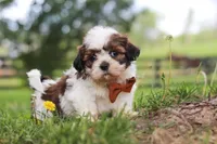 Oliver, a male Shih Tzu for sale in Baltic, OH – 9 of 10