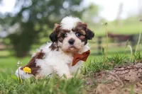 Oliver, a male Shih Tzu for sale in Baltic, OH – 7 of 10
