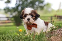 Oliver, a male Shih Tzu for sale in Baltic, OH – 8 of 10