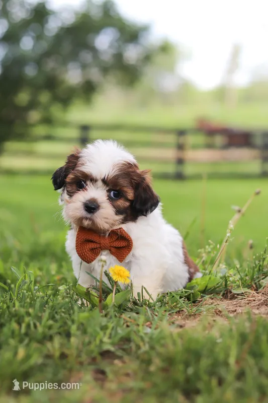 Oliver – Shih Tzu puppy for sale in Baltic, OH