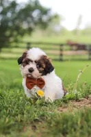 Oliver, a male Shih Tzu for sale in Baltic, OH – 1 of 10