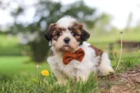 Oliver, a male Shih Tzu for sale in Baltic, OH – 4 of 10
