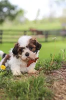 Oliver, a male Shih Tzu for sale in Baltic, OH – 10 of 10