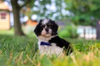 Ray, a male Shih Tzu for sale in Baltic, OH – 2 of 5
