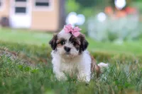 Summer, a female Shih Tzu for sale in Baltic, OH – 5 of 8